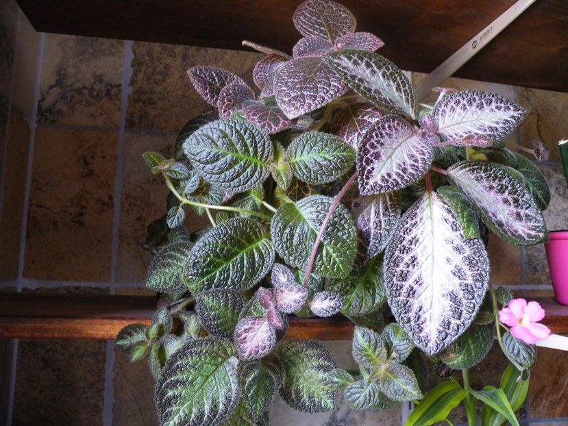  - 2017 in gradina mea