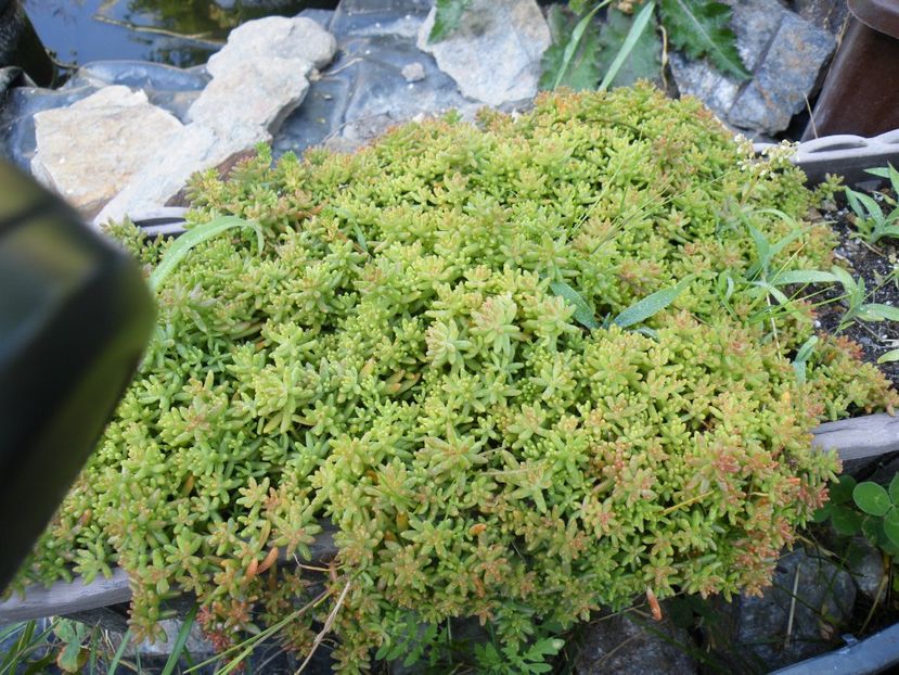  - 2017 in gradina mea