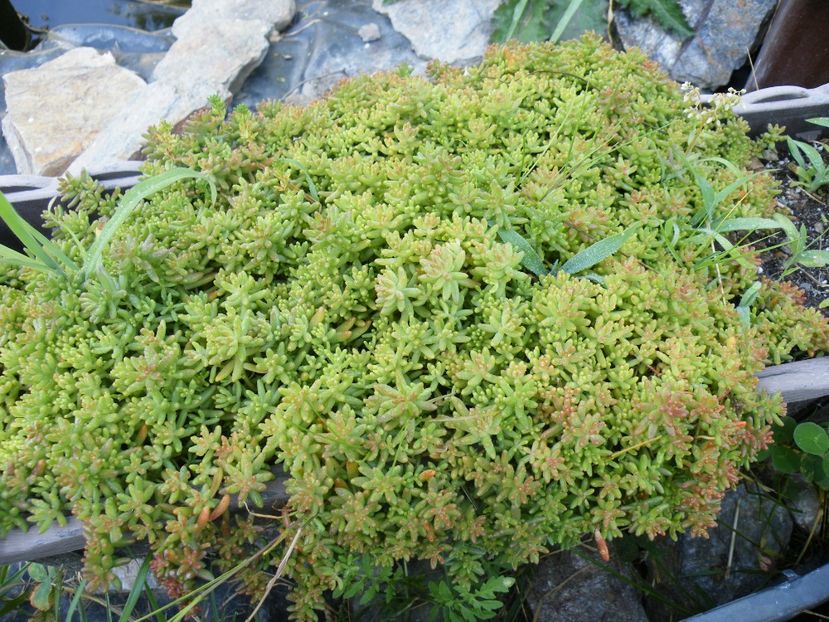  - 2017 in gradina mea