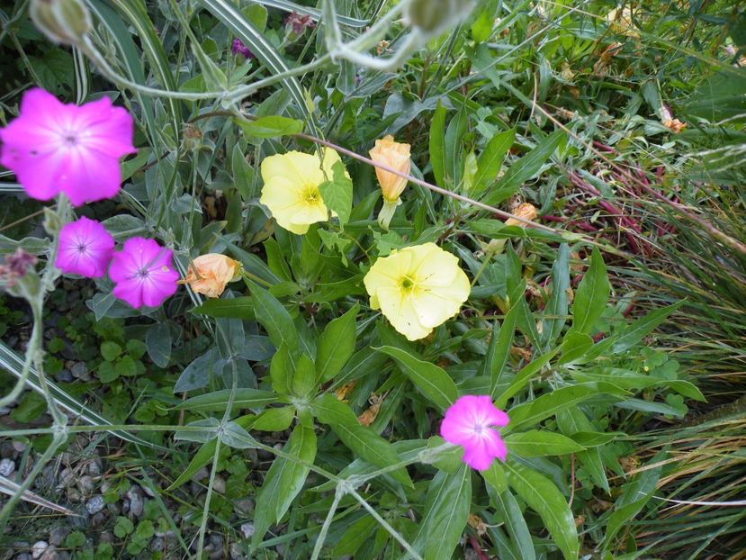  - 2017 in gradina mea