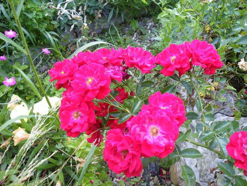  - 2017 in gradina mea