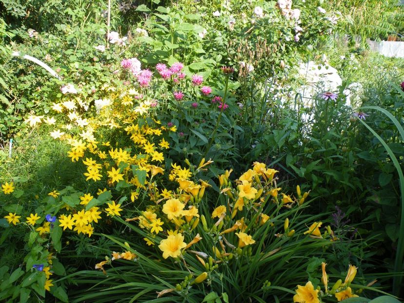  - 2017 in gradina mea