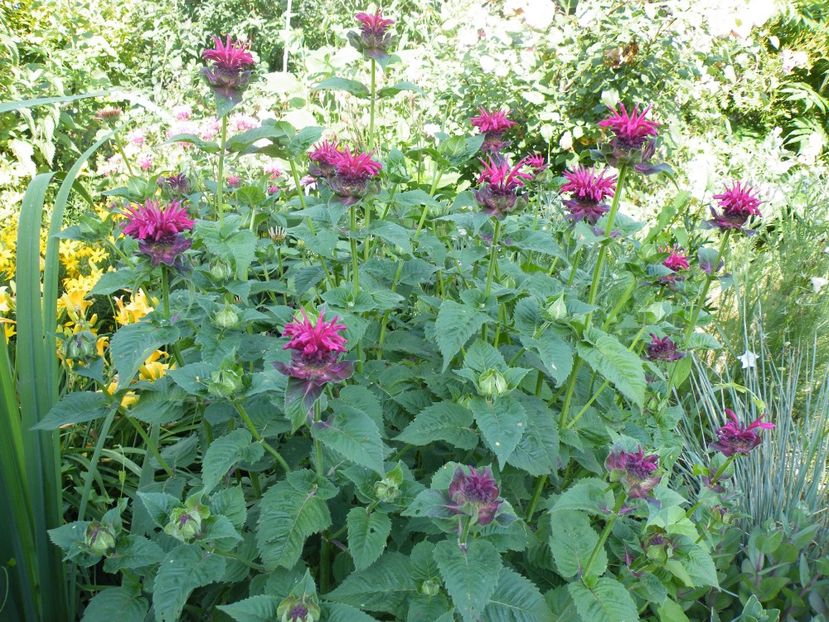  - 2017 in gradina mea