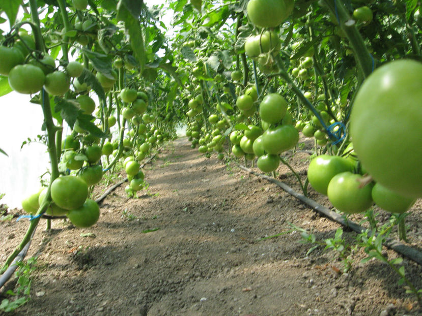  - imagini 23 iunie 2017 solar 01