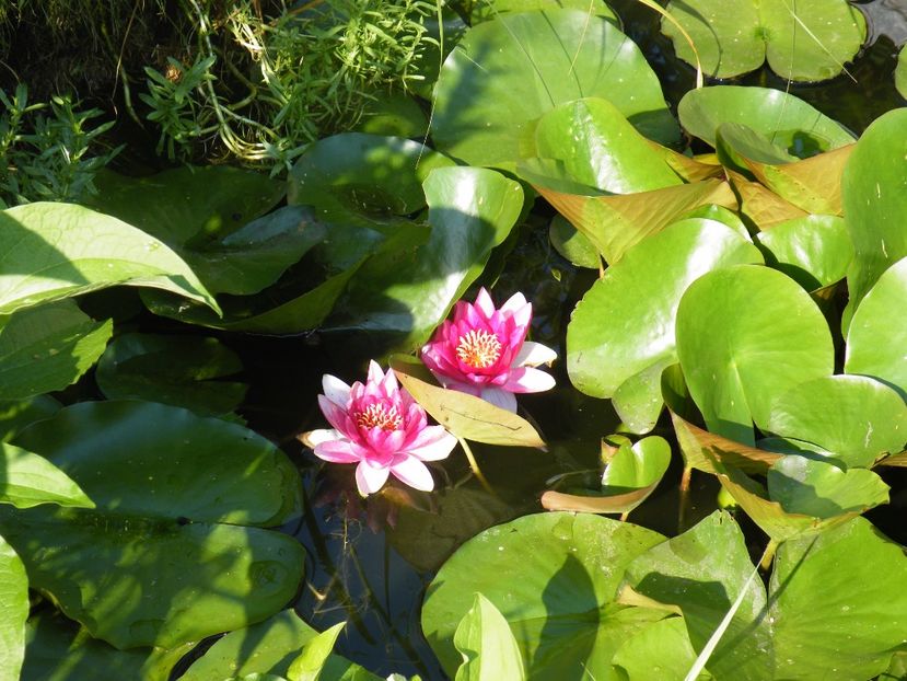  - 2017 in gradina mea