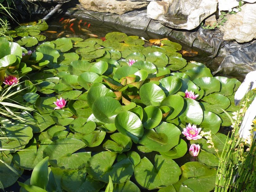  - 2017 in gradina mea