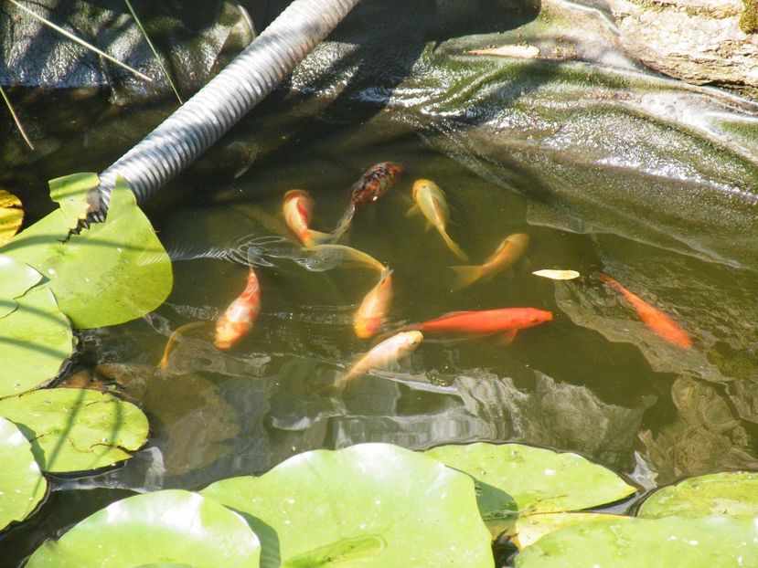  - 2017 in gradina mea