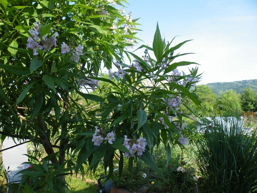  - 2017 in gradina mea