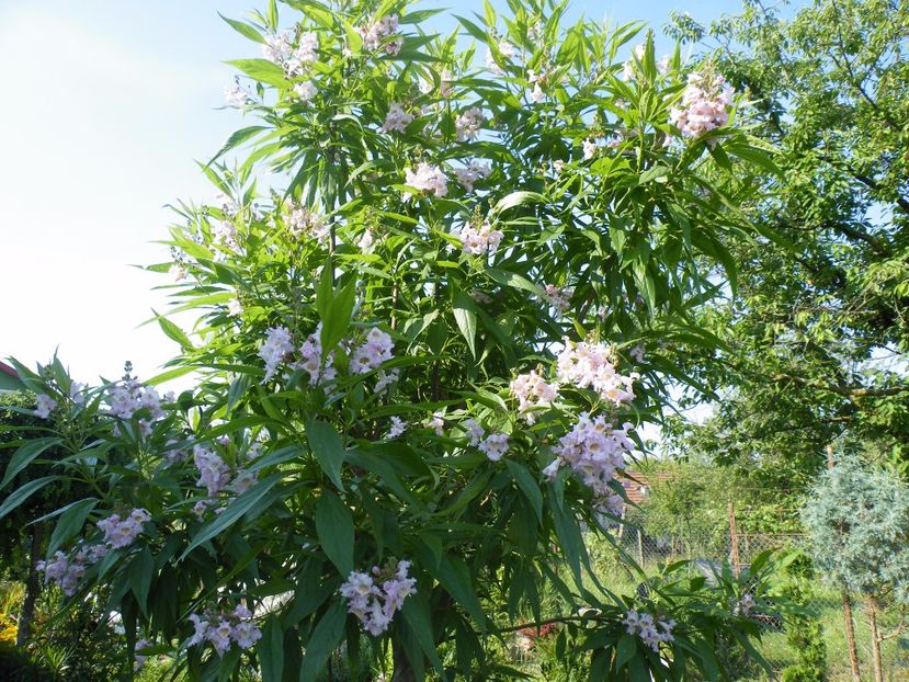 chitalpa - 2017 in gradina mea