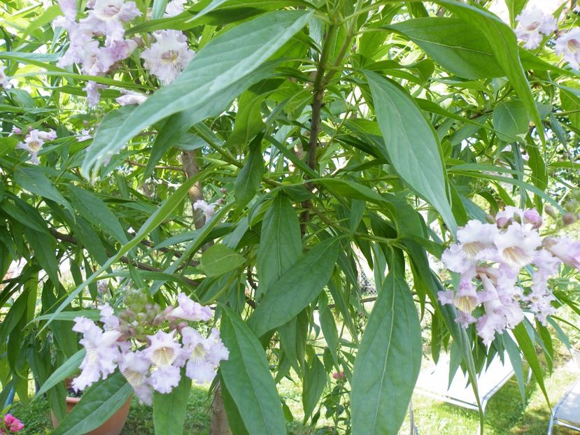  - 2017 in gradina mea