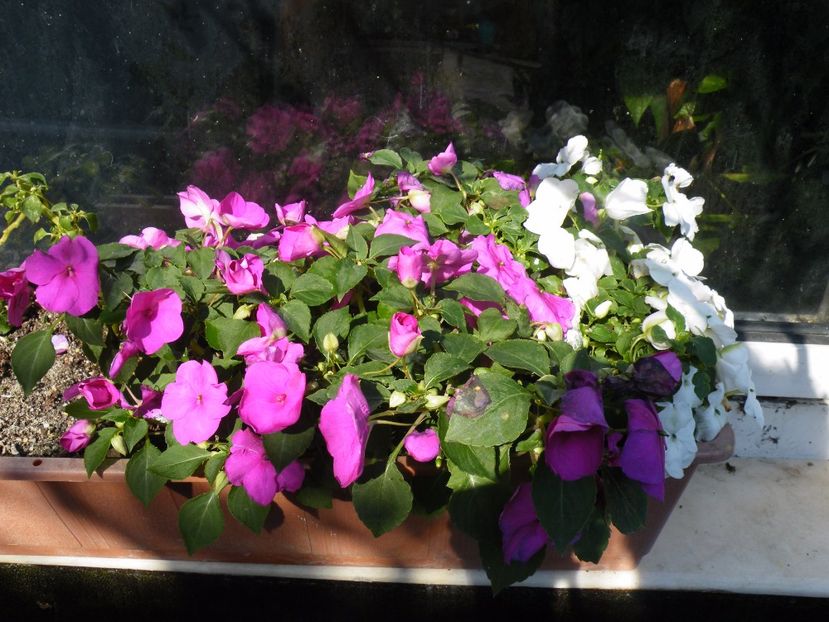  - 2017 in gradina mea