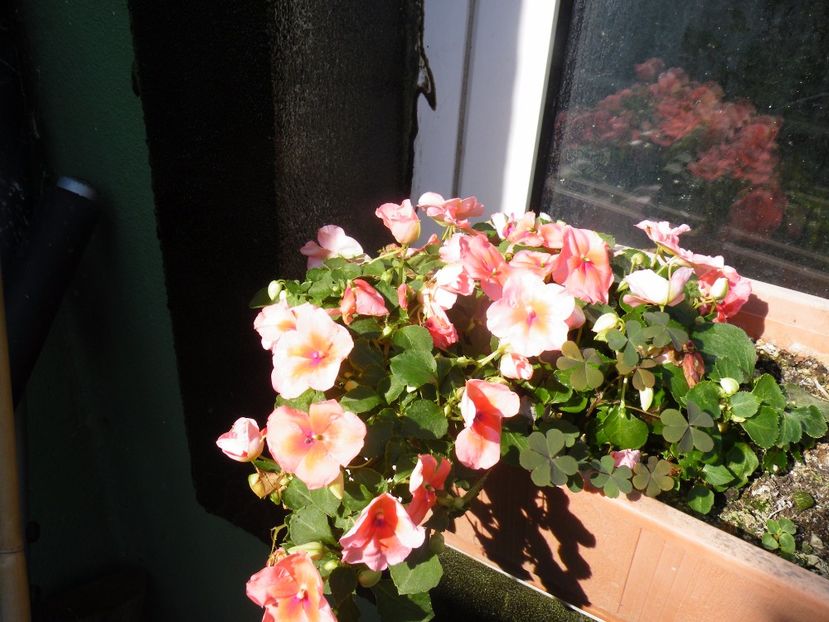  - 2017 in gradina mea