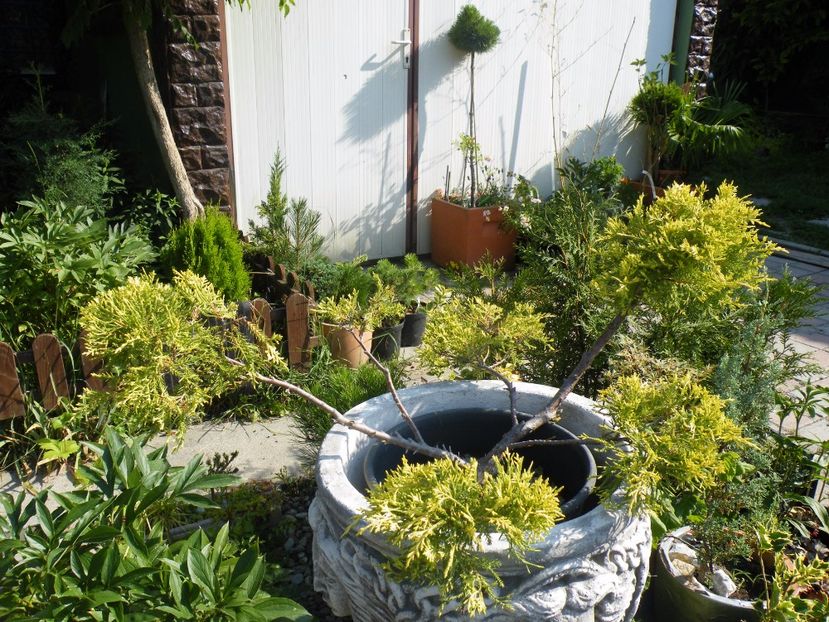  - 2017 in gradina mea