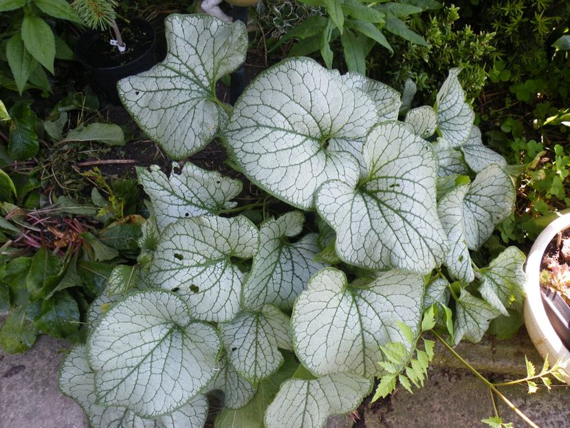  - 2017 in gradina mea