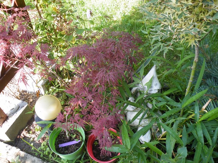  - 2017 in gradina mea