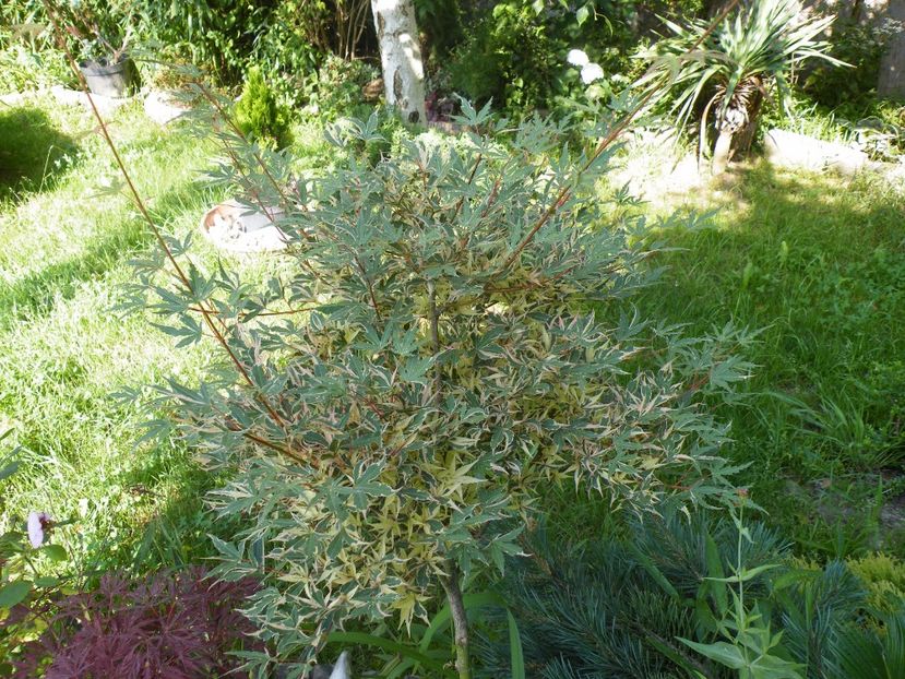  - 2017 in gradina mea