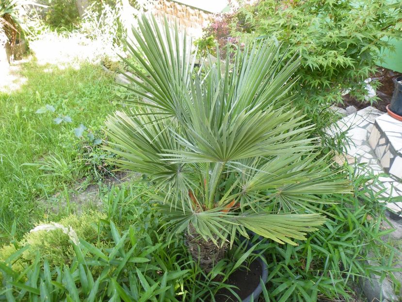  - 2017 in gradina mea