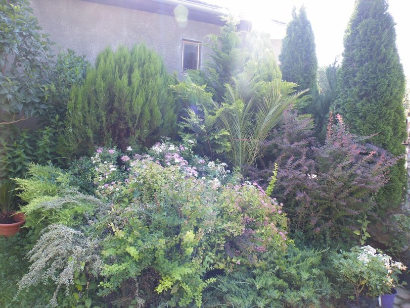  - 2017 in gradina mea