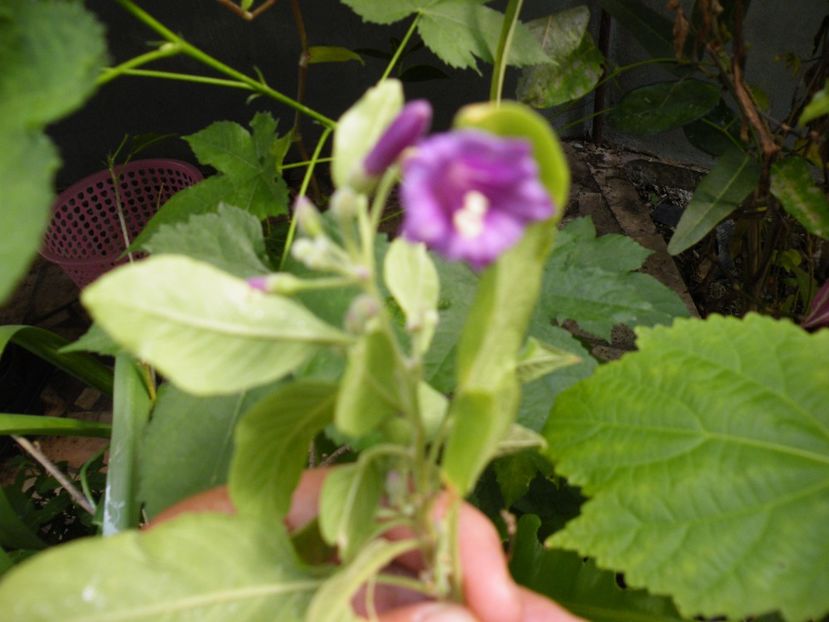  - 2017 in gradina mea