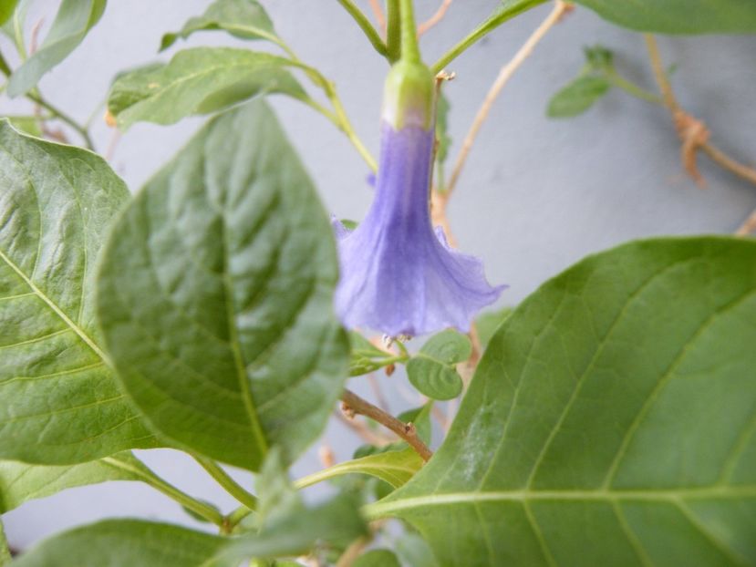  - 2017 in gradina mea