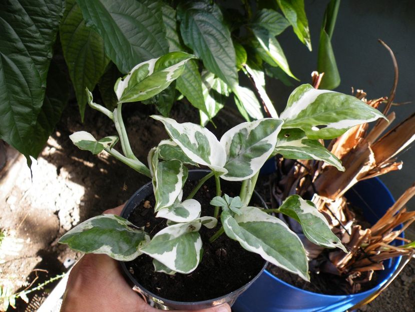  - 2017 in gradina mea