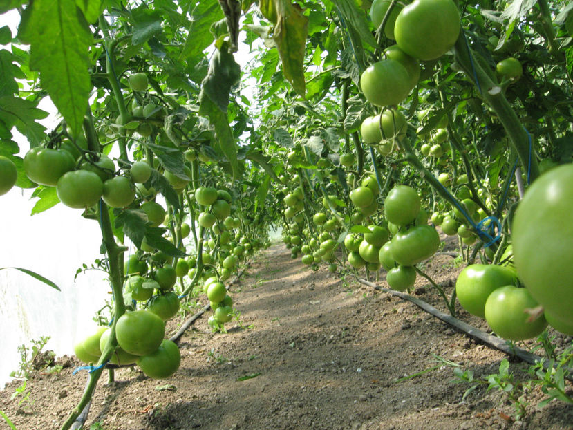  - imagini 23 iunie 2017 solar 01