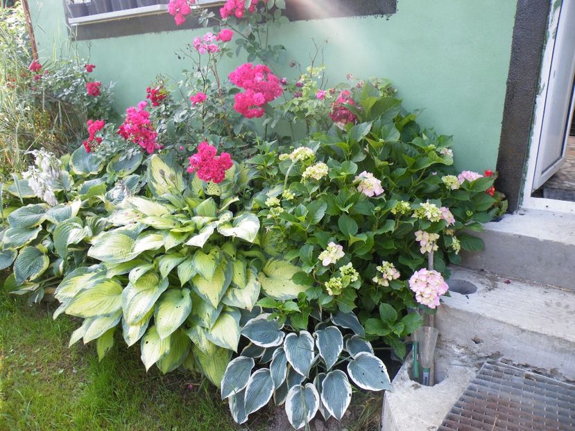  - 2017 in gradina mea