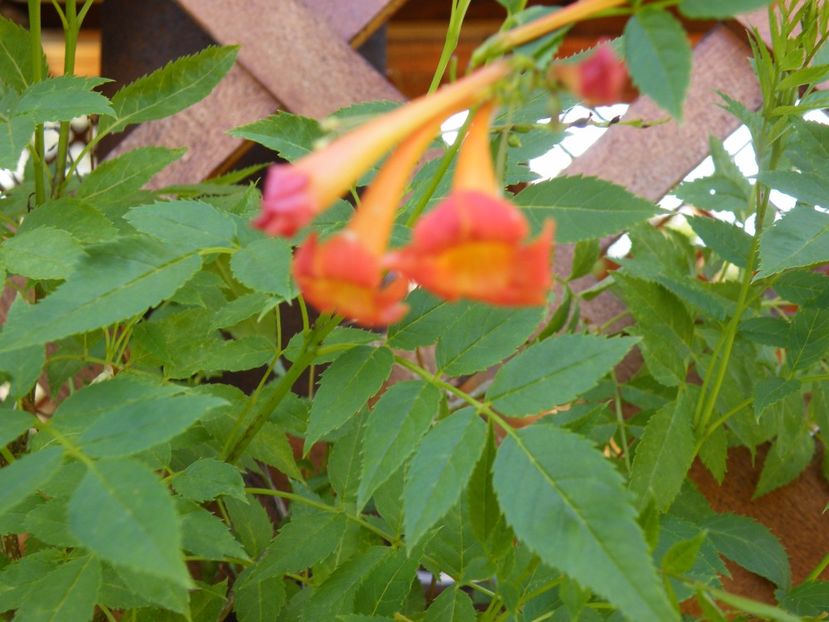 tecoma garcha - 2017 in gradina mea