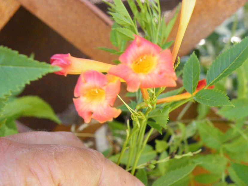  - 2017 in gradina mea