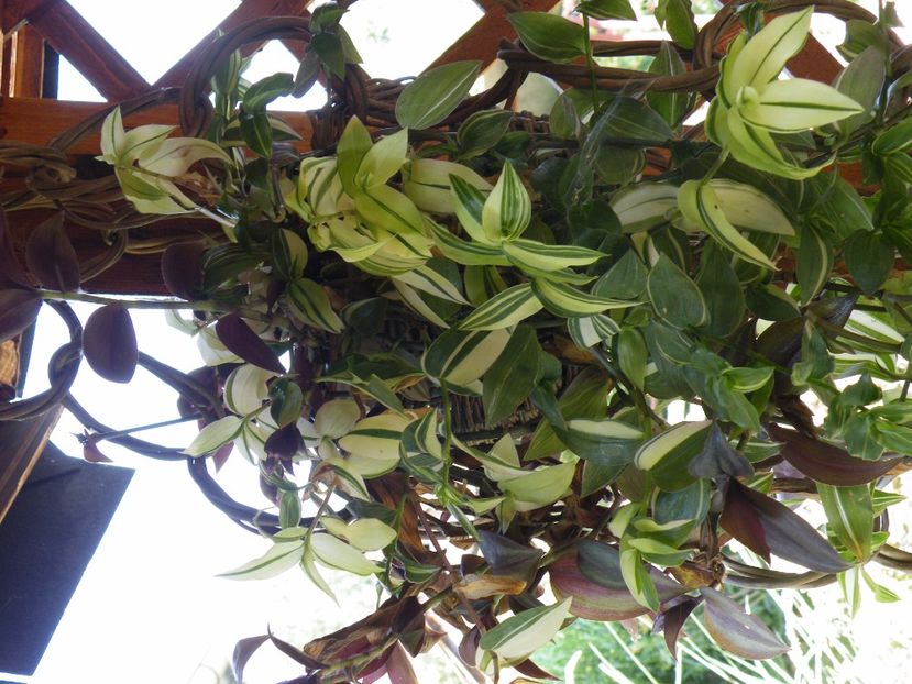  - 2017 in gradina mea