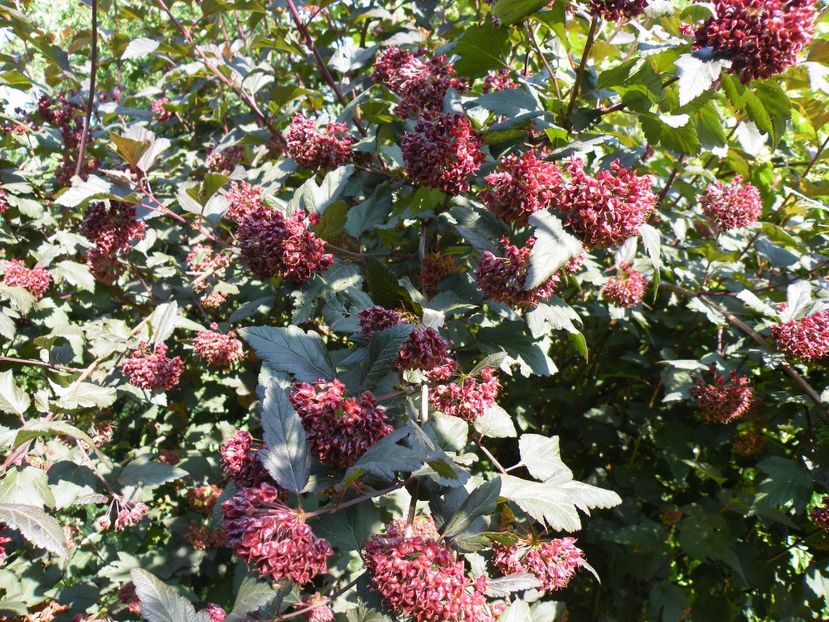  - 2017 in gradina mea