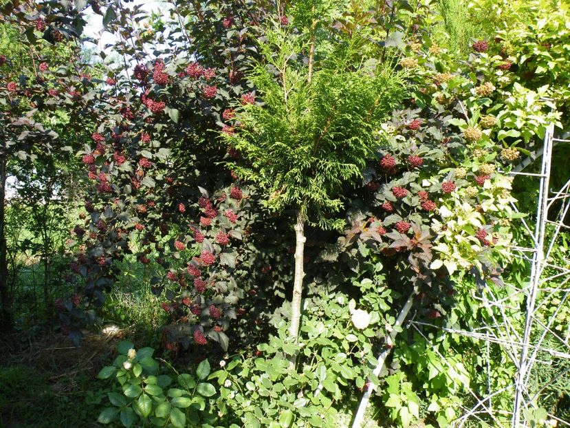  - 2017 in gradina mea