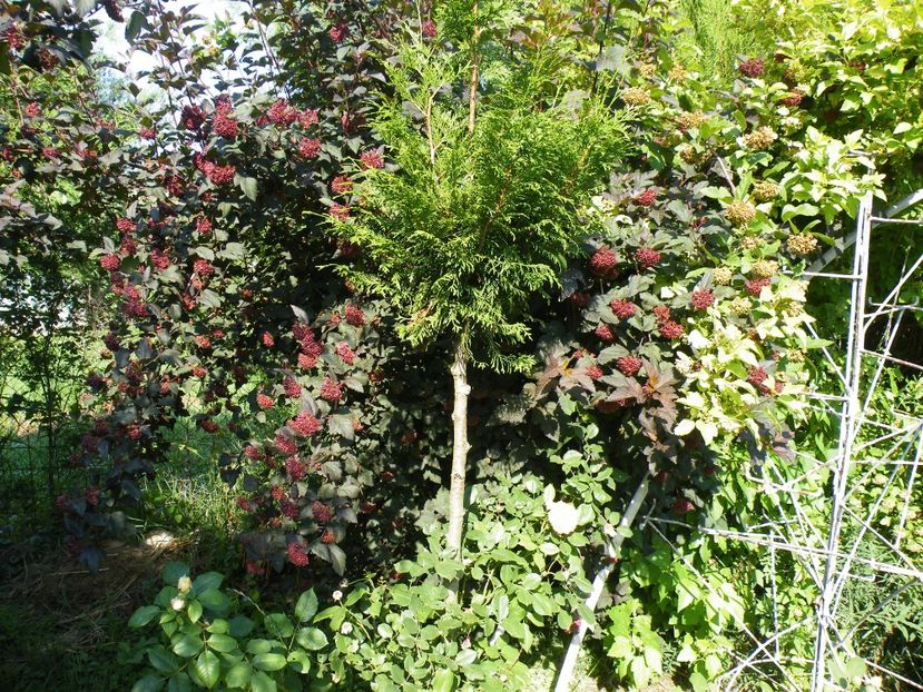  - 2017 in gradina mea