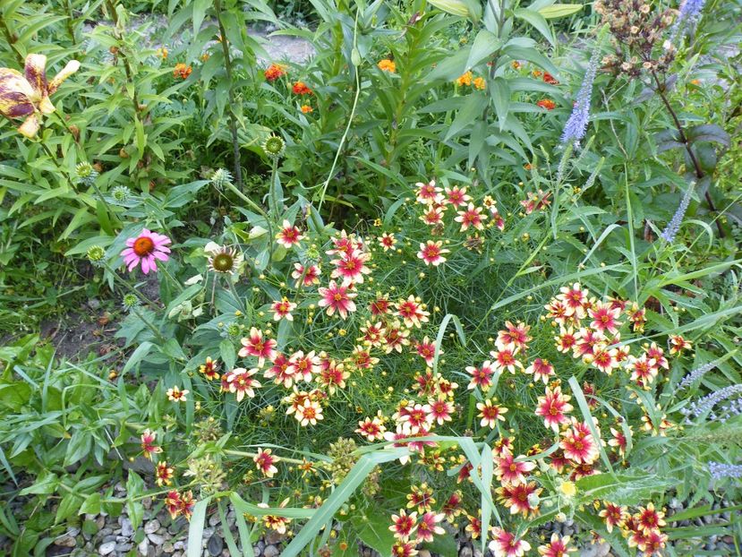  - 2017 in gradina mea