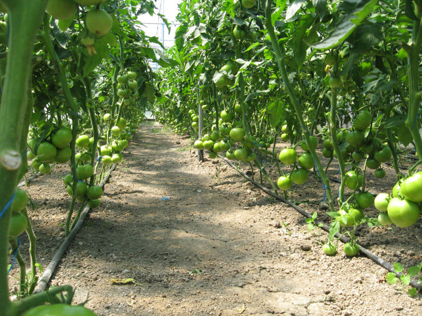  - imagini 23 iunie 2017 solar 01