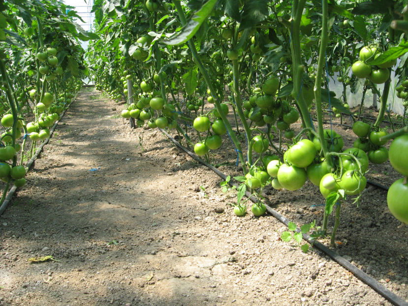  - imagini 23 iunie 2017 solar 01