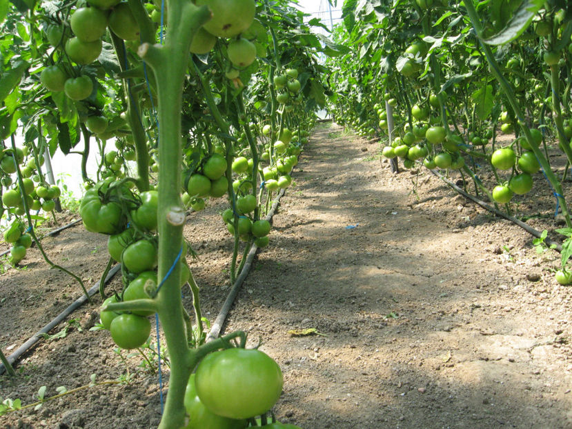  - imagini 23 iunie 2017 solar 01