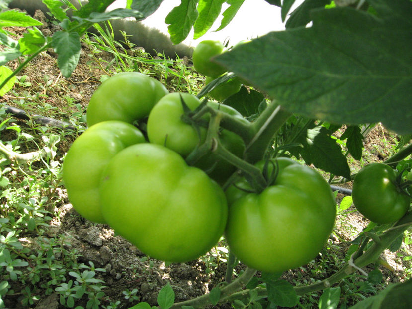  - imagini 23 iunie 2017 solar 01