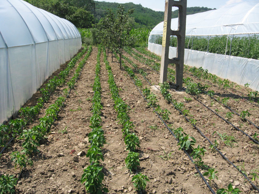 ardei gras - imagini 23 iunie 2017 solar 01