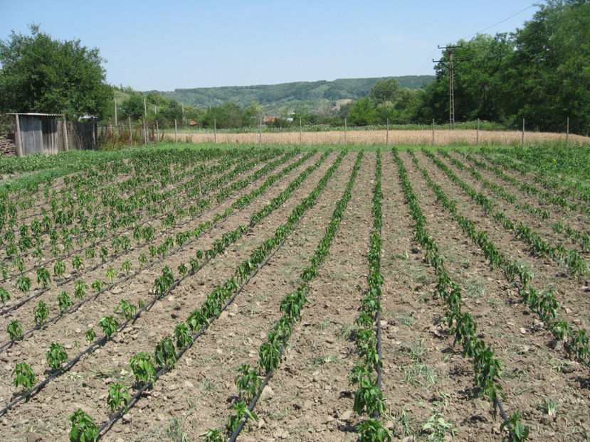 ardei gogosar - imagini 23 iunie 2017 solar 01