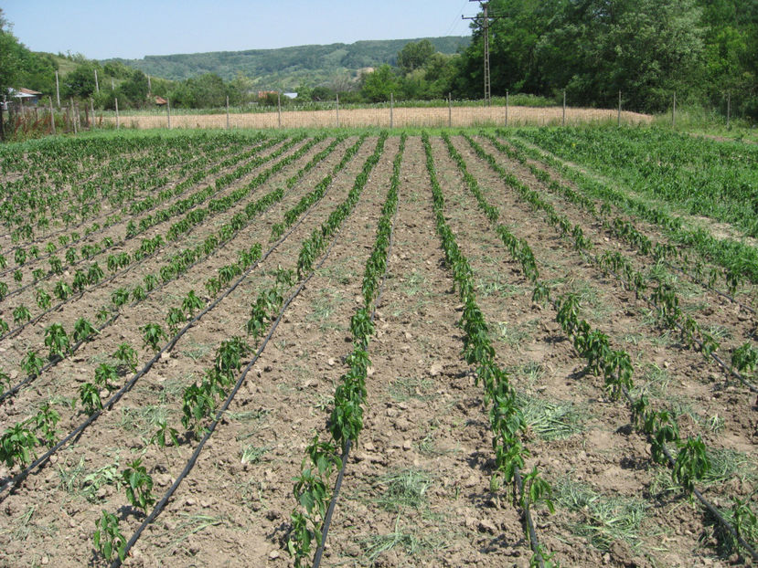  - imagini 23 iunie 2017 solar 01