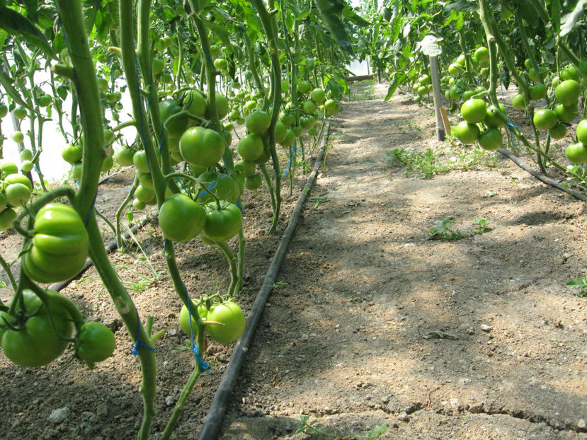  - imagini 23 iunie 2017 solar 01