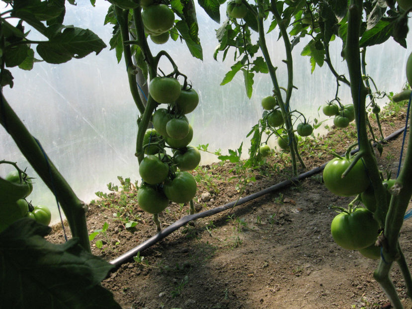  - imagini 23 iunie 2017 solar 01