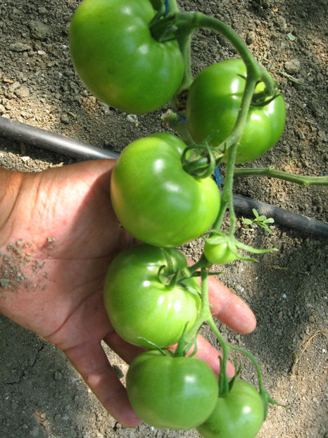  - imagini 23 iunie 2017 solar 01