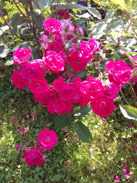  - TRANDAFIRI 2017_2018