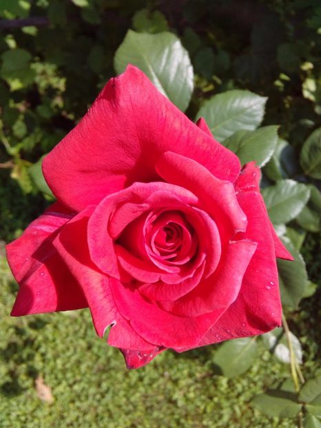  - TRANDAFIRI 2017_2018