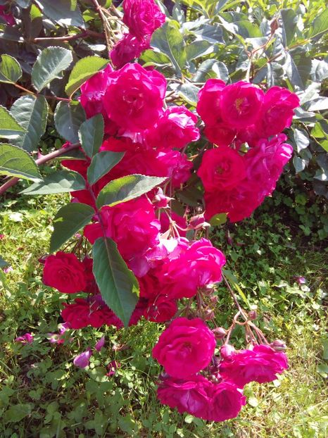  - TRANDAFIRI 2017_2018