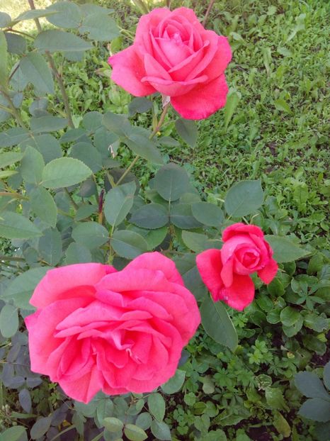  - TRANDAFIRI 2017_2018