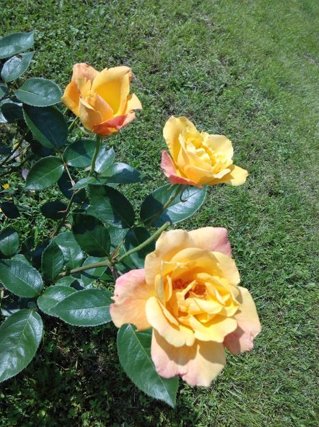  - TRANDAFIRI 2017_2018