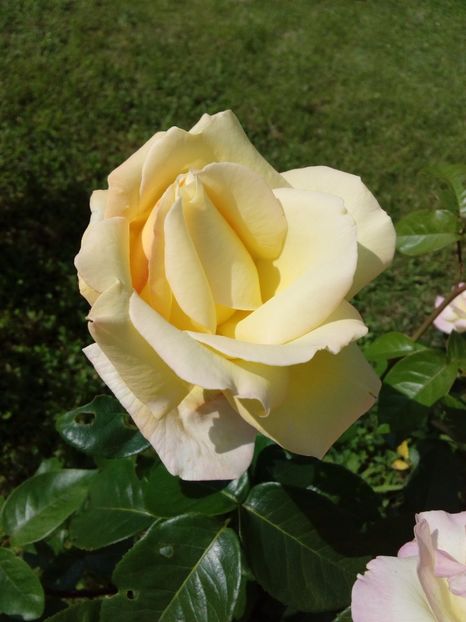  - TRANDAFIRI 2017_2018